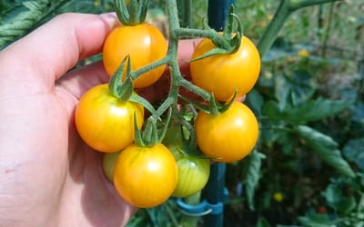 Sunviva