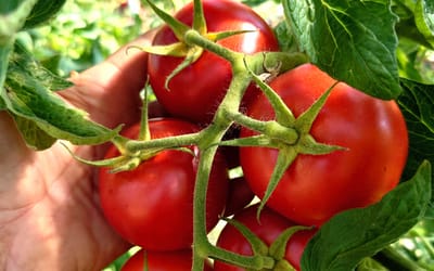 Salattomate Retillo