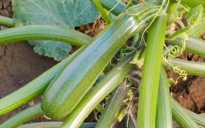 Zuboda