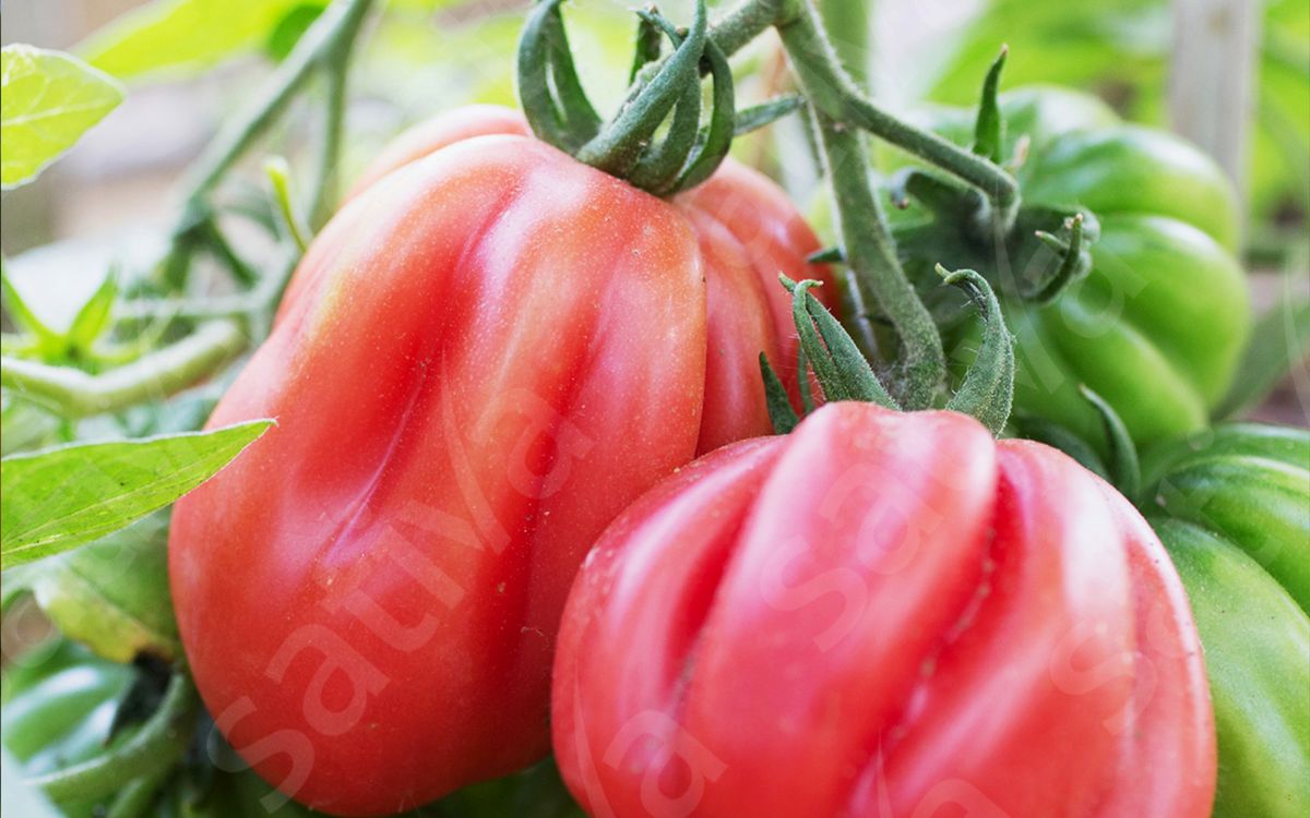 Gezahnte Bührer-Keel