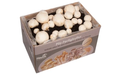 Champignon, weiß - Fertigkultur
