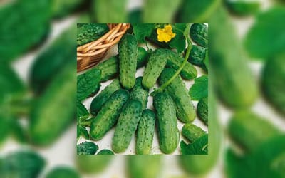 Cornichons National Pickling