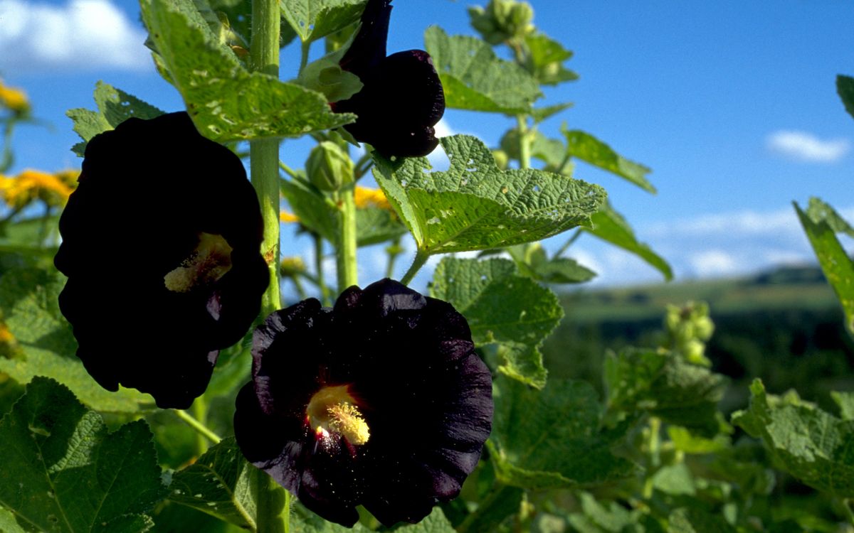 Schwarze Stockrose