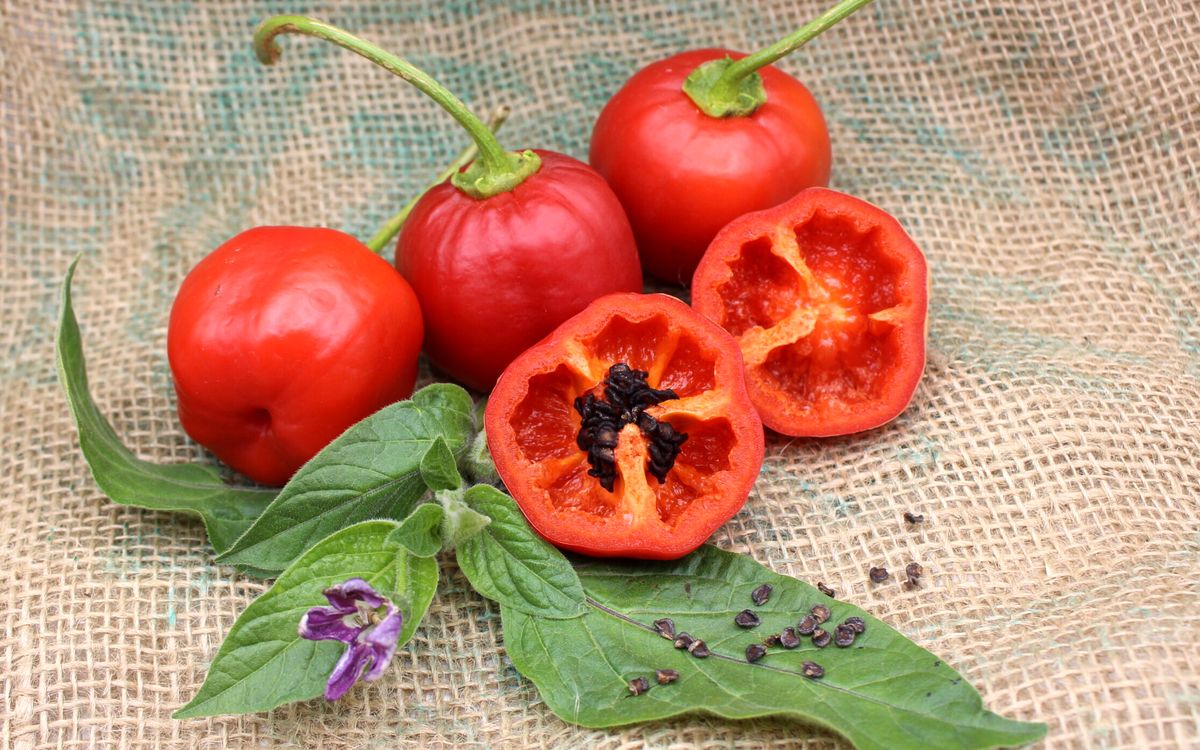 Rocoto rot