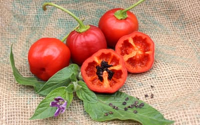 Rocoto rot