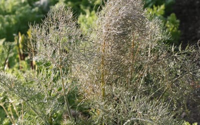 Fenchel, rotblättrig