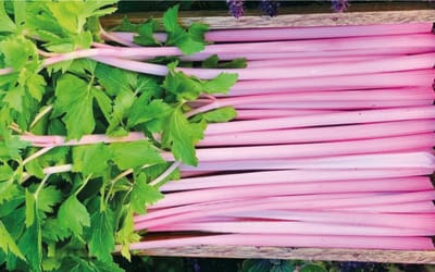Chinese Pink Celery