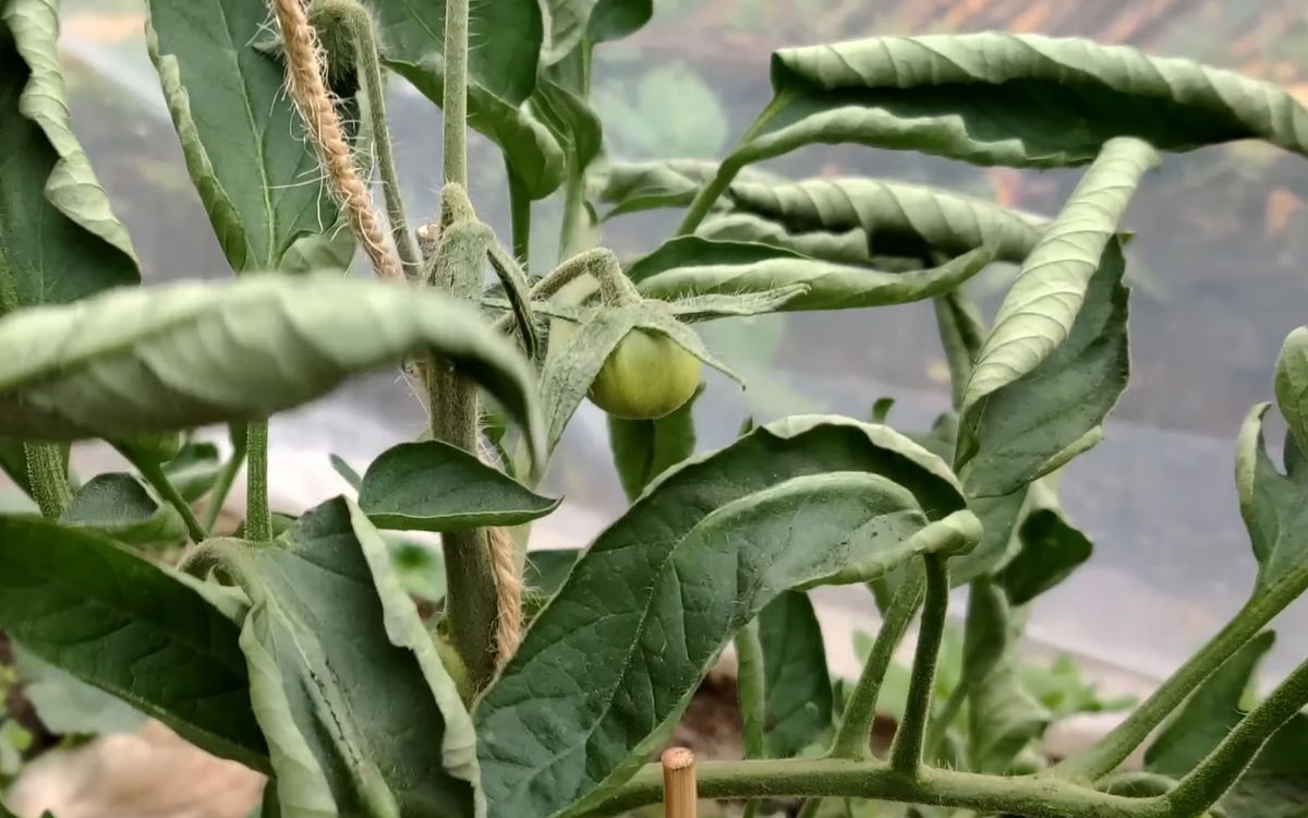 eingerollte Tomatenblätter 