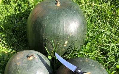 Wassermelone Blacktail Mountain 