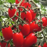 Datteltomaten