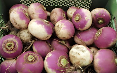 Di Milano a colletto viola