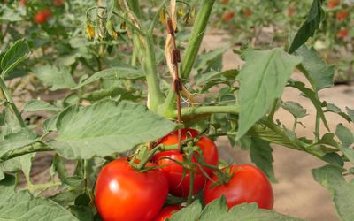 Tomaten Rispenhaken