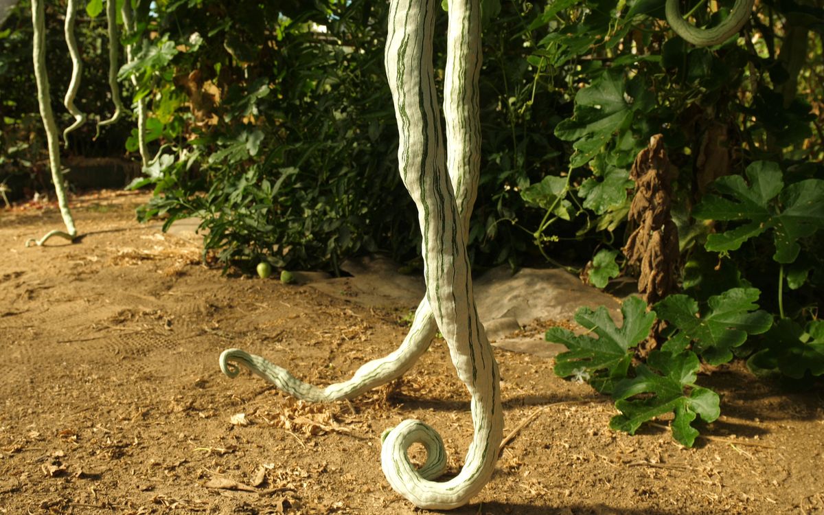 Schlangenhaargurke