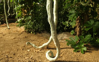 Schlangenhaargurke