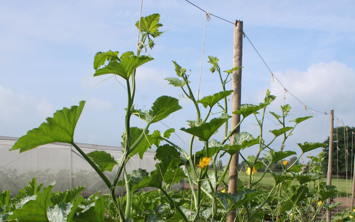 Kletterzucchini Ola Escaladora