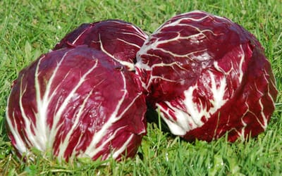 Radicchio Palla Rossa 706