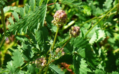 Kleiner Wiesenknopf - Pimpinelle