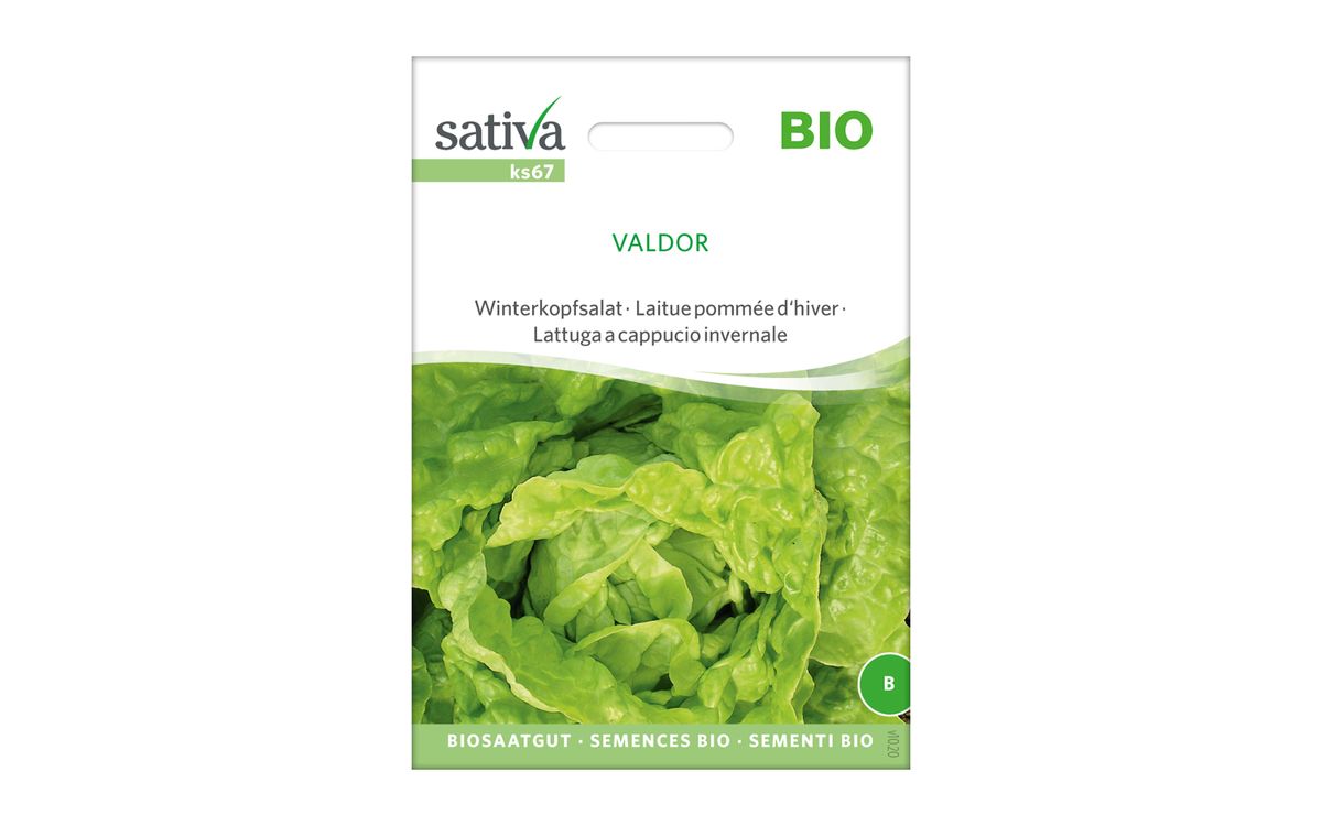 Winterkopfsalat Valdor