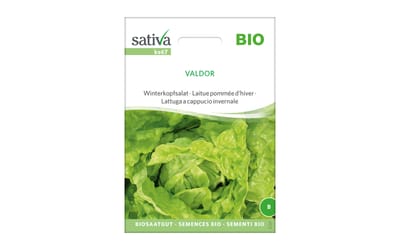 Winterkopfsalat Valdor