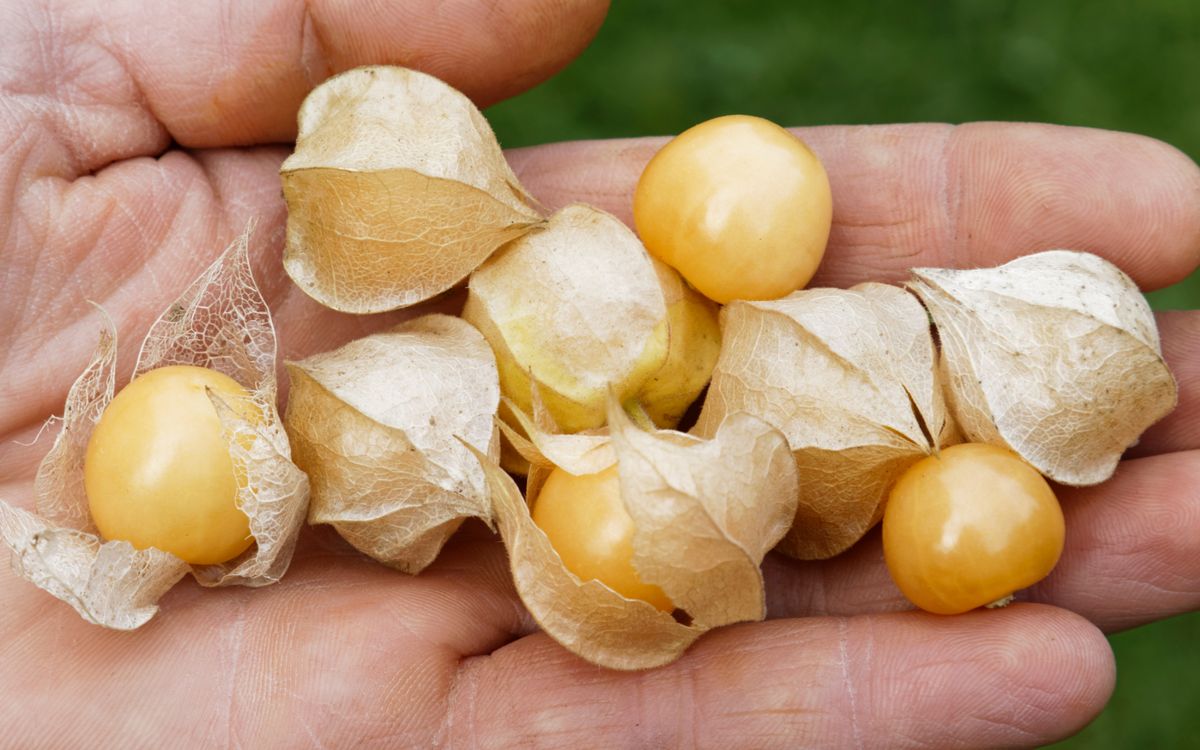 Physalis Dulceria
