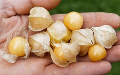 Physalis Dulceria