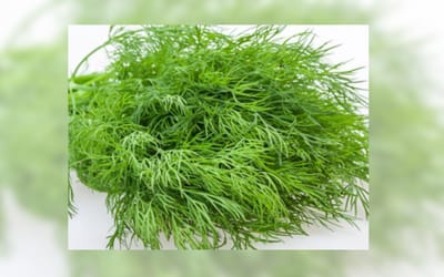 Tetra Dill