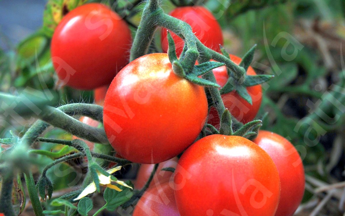 Ampeltomate Himbeerfarbige