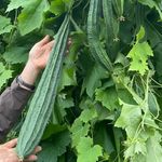 Exotische Gurken & Gurkenrariäten
