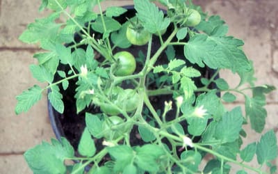 Buschtomate Ida Gold