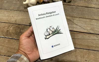 Anbau-Ratgeber Knoblauch, Zwiebeln & Lauch