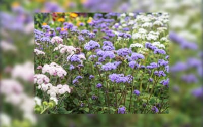 Leberbalsam