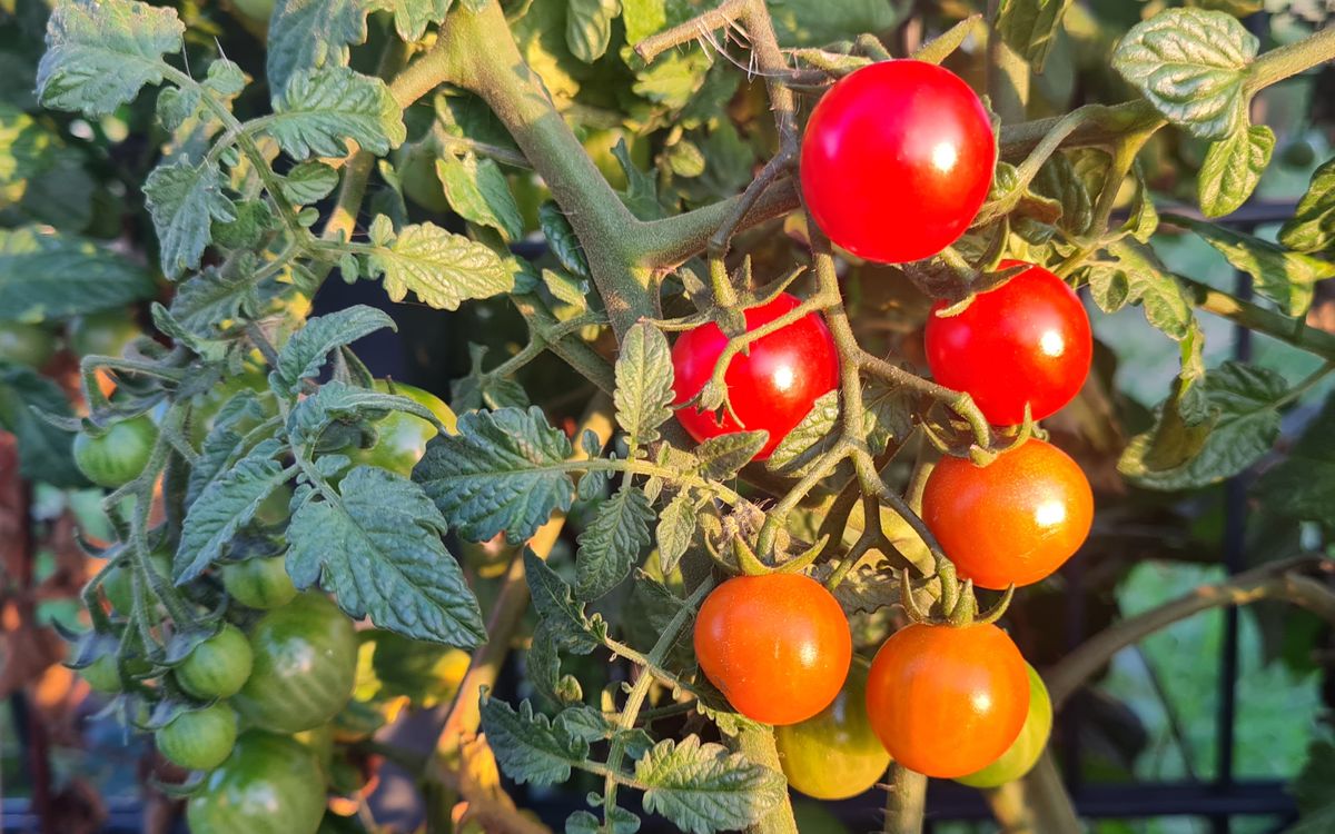 Freilandtomate Philamina