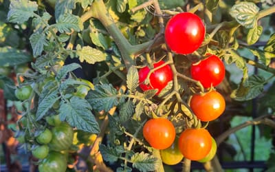 Freilandtomate Philamina