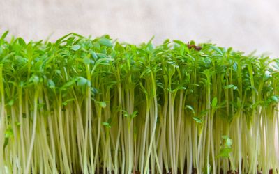 Gartenkresse Groß