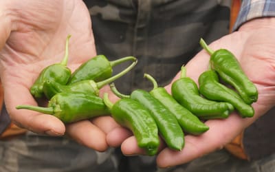 Bratpaprika Padron