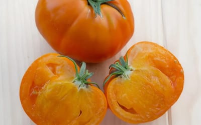Tomate Tangerine