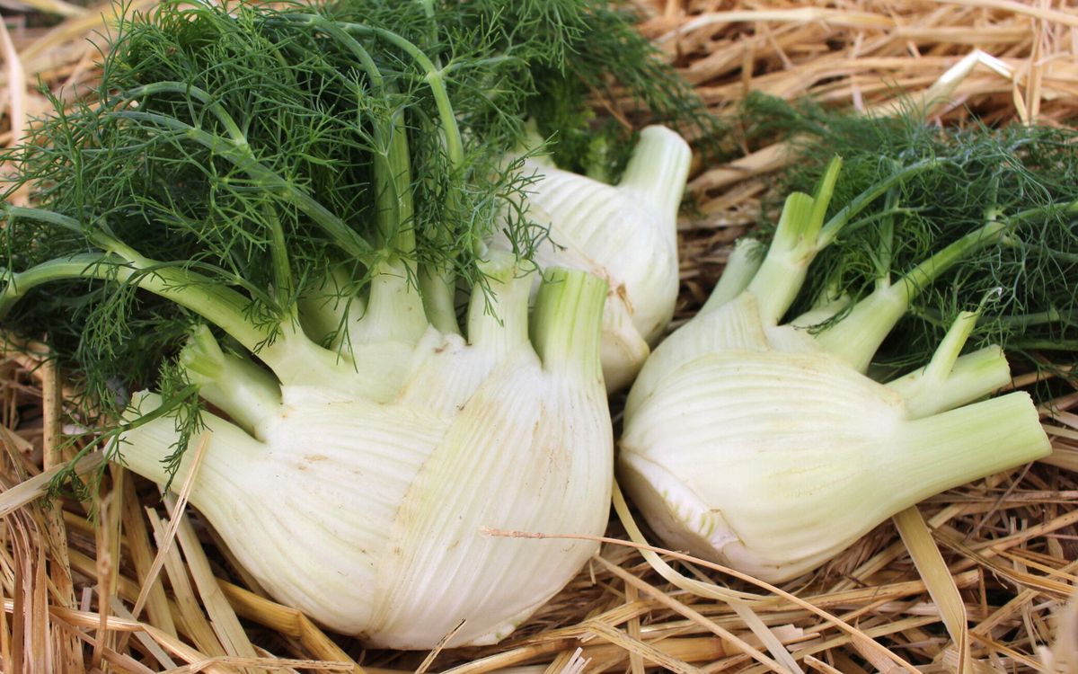 Knollenfenchel RS-Fe-01.25