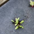 Vorschaubild 6