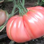 Rosa / Hellrote Tomatensorten 