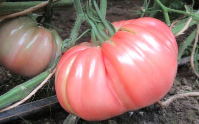 Rosa / Hellrote Tomatensorten 