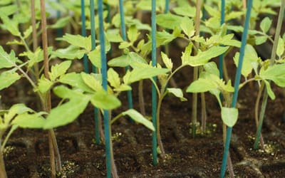 Bambus Splitstäbe für Jungpflanzen