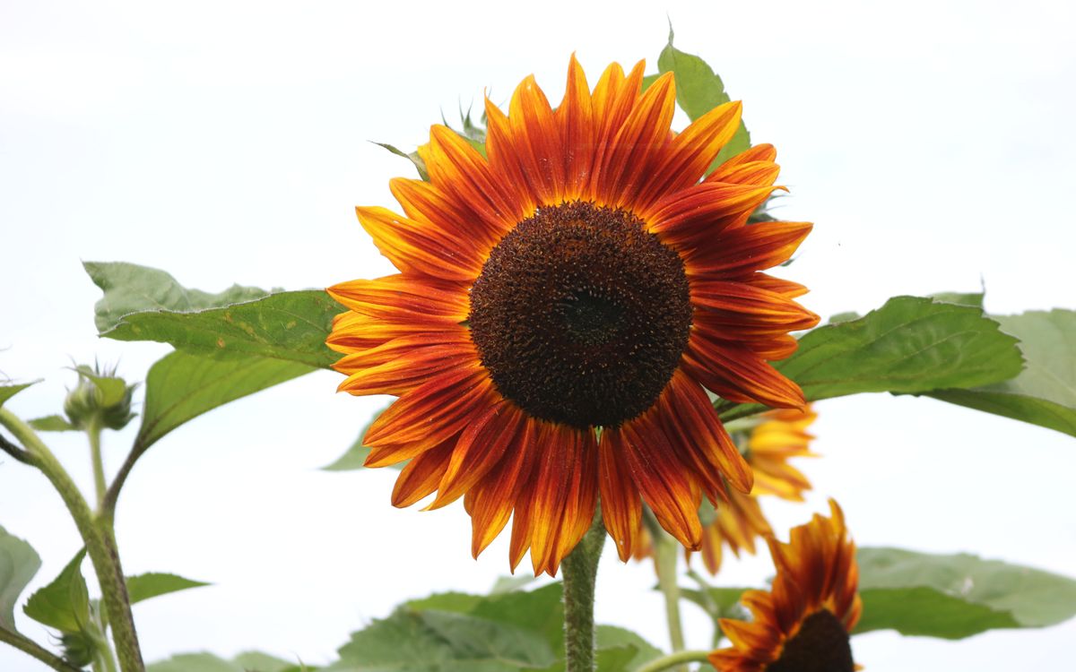 Rote Sonnenblume