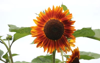Rote Sonnenblume