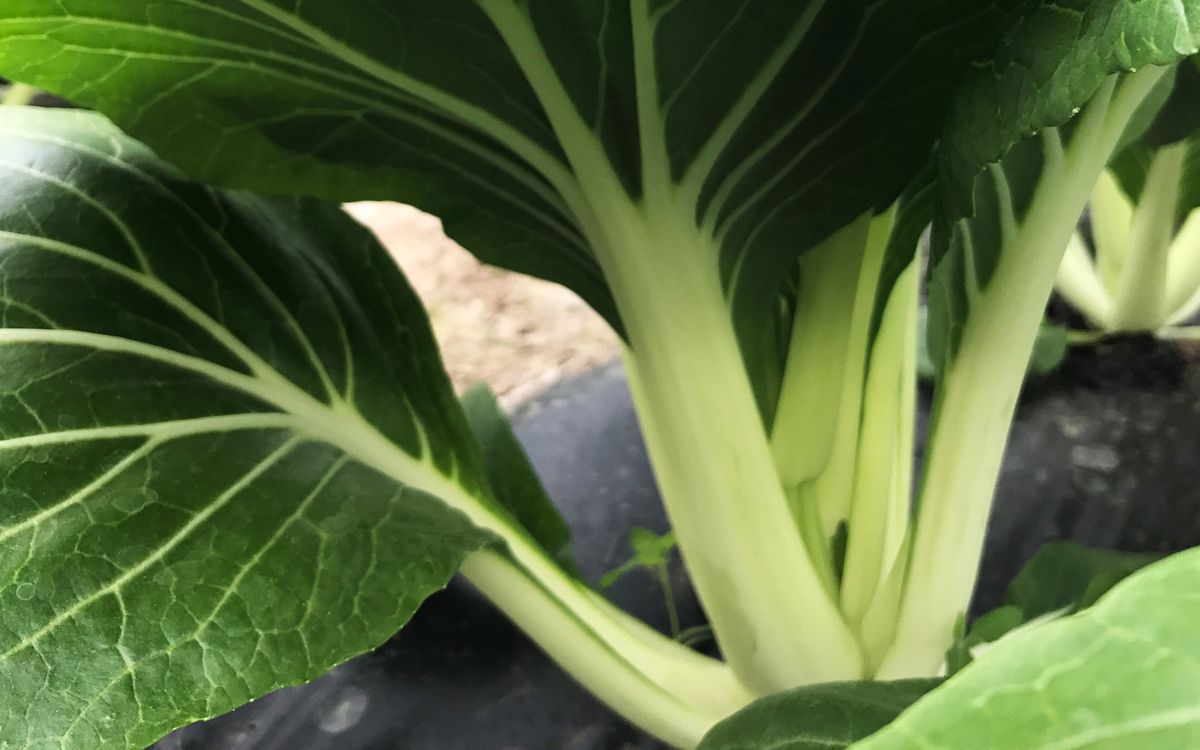 Bok Choy