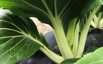 Bok Choy