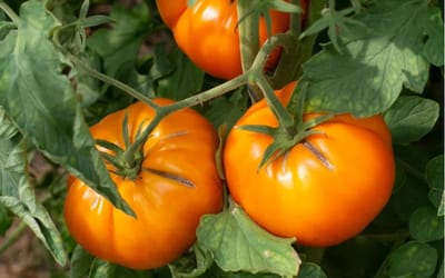 Tomate Tangerine