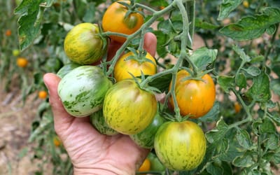 Salattomate Zebrago