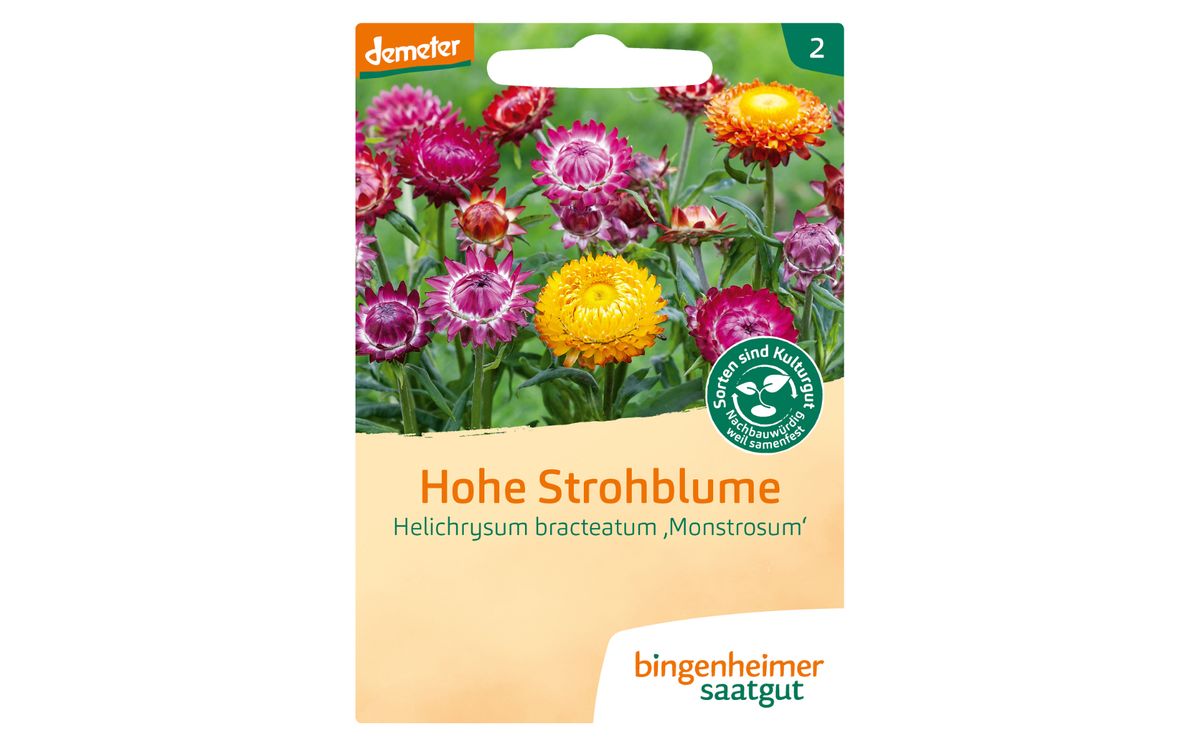 Hohe Strohblume