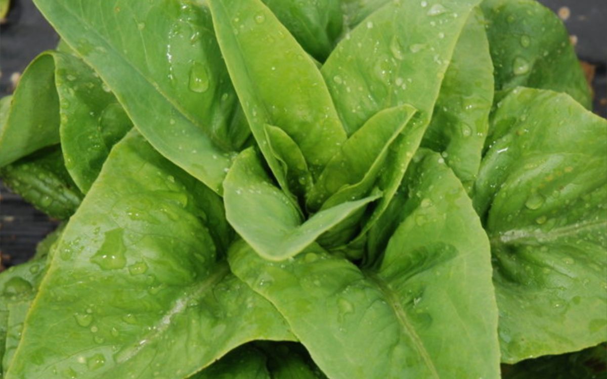 Amish Deer Tongue