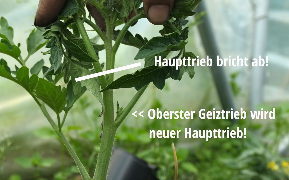 Diesen Tomaten Geiztrieb erst mal stehen lassen